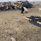 عنز سدس معها جفره تم البيع