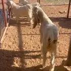 معزا جفرتين وتيس بيض طيبات