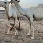 للبيع قعود كفو وطيب من تصوير