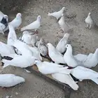 حمام بلدي