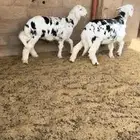 حريات