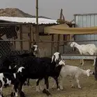 ضان متابيع ودفيع