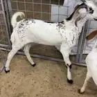 تيوس لباني