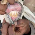 نعجه حايل فل شحم