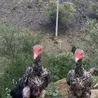 فروخ سنود ( تم البيع )