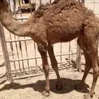 قعدان