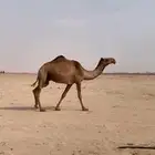 عشرا صفرا منتج وبنتها موجوده