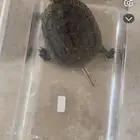 البيع سلاحفه البيع مستعجل لايوجد مكان عندي