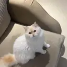 انثى للتبني