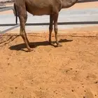 بكره