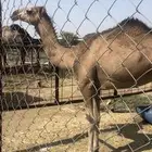 بكره حقه مقنوي اركه اقبل قطوع