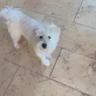 جراوت ملتيز