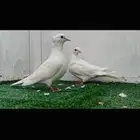 قماري هولندي ابيض صك