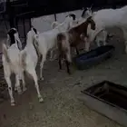 معزا مراح واحد هولنديات