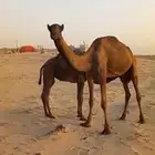 ناقه بكر سنها رباع تحتها قعود