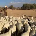 64 رخل جذعات صنف من غنم شهران