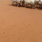 البيع غنم حرش طيبه
