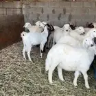 ذبايح بأسعار مناسبة