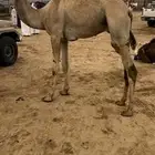 قعود بلدي للبيع