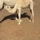 مطلوب حيران فواخر تحت امهاتها