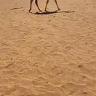 قعود اوضح جده حاكم بن قريع