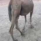 ناقه حمراء ساحليه تلد بدايه شهر 6 ام ثاني والي ببطناه الثالث