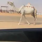خفوت مميت ضروبه ضريبه طيبه وضحا