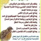بيض سمان مخصب