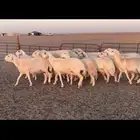 غنم حريه طيبه