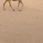 للبيع الحمرا القحه