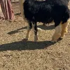 خروف نجدي فحل