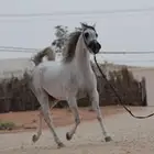 افراس للبيع