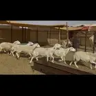 ضان دفيع