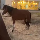 حصان انجليزي للبيع