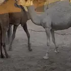 قعود وبكره مفاريد فل شحم طايشه