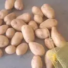 بطاطس حايل حبه كبير ه قلي يصلح الي عندهم مطاعم