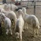 طليان كله