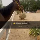 حصان للبيع شعبي