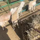 رفيد مرابي