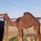 بكره فرييه كفو