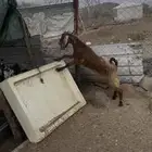 جفرات مقفله شحم البيع جمله ولا تفريد
