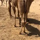 للبيع قعود