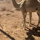 حشو