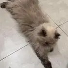 قطط هيمالايا