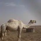 للبيع لفحات كفو الكفو