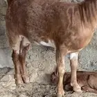عنز دهماء جرم صنف