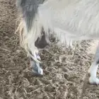 معزاء حليب شرط