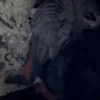 زوج جوز كاسكو كونغو ( تم البيع )