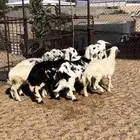 رخال و خرفان