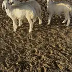 رخال حريه مراح المذنب للبيع